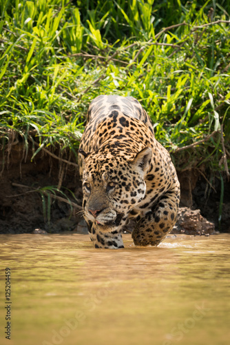 Jaguar looking left walking through muddy shallows