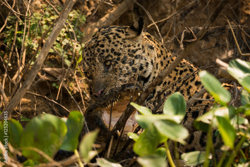 Jaguar biting yacare caiman with open jaws © Nick Dale