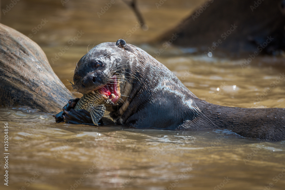 Naklejka premium Giant river otter eating fish in river