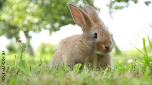 Little rabbit on the grass
