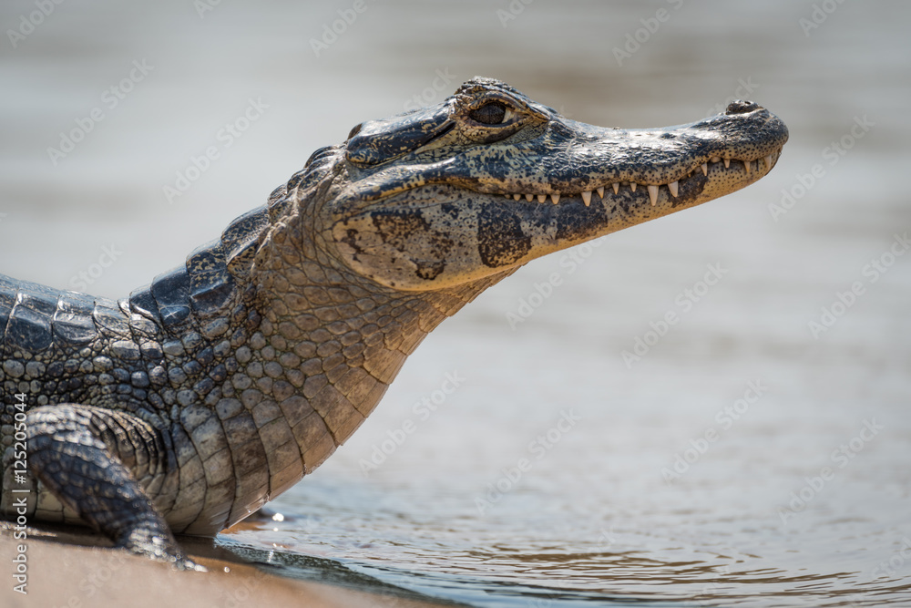 Naklejka premium Close-up of yacare caiman on river bank