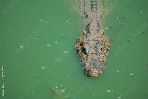 Photography Close-up of yacare caiman in green water