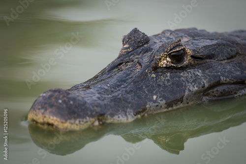 Close-up of yacare caiman in calm river