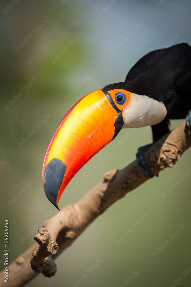 Fototapeta premium Close-up of toco toucan holding beak diagonally