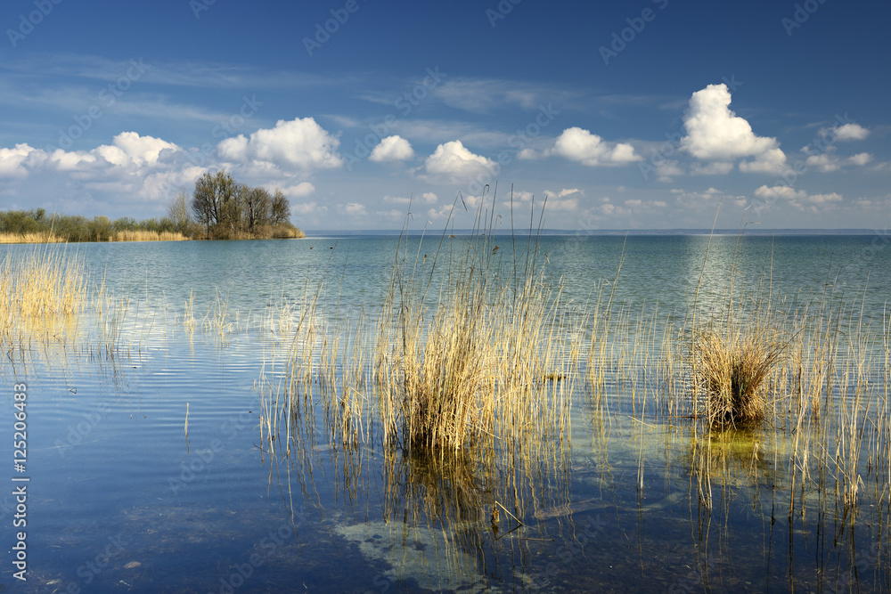 Fototapeta premium Unberührte Natur am Ufer der Müritz, Schilf im Wasser