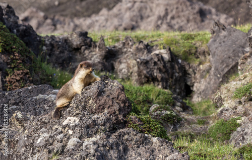 Black-capped marmot at Kamchatka peninsula national park