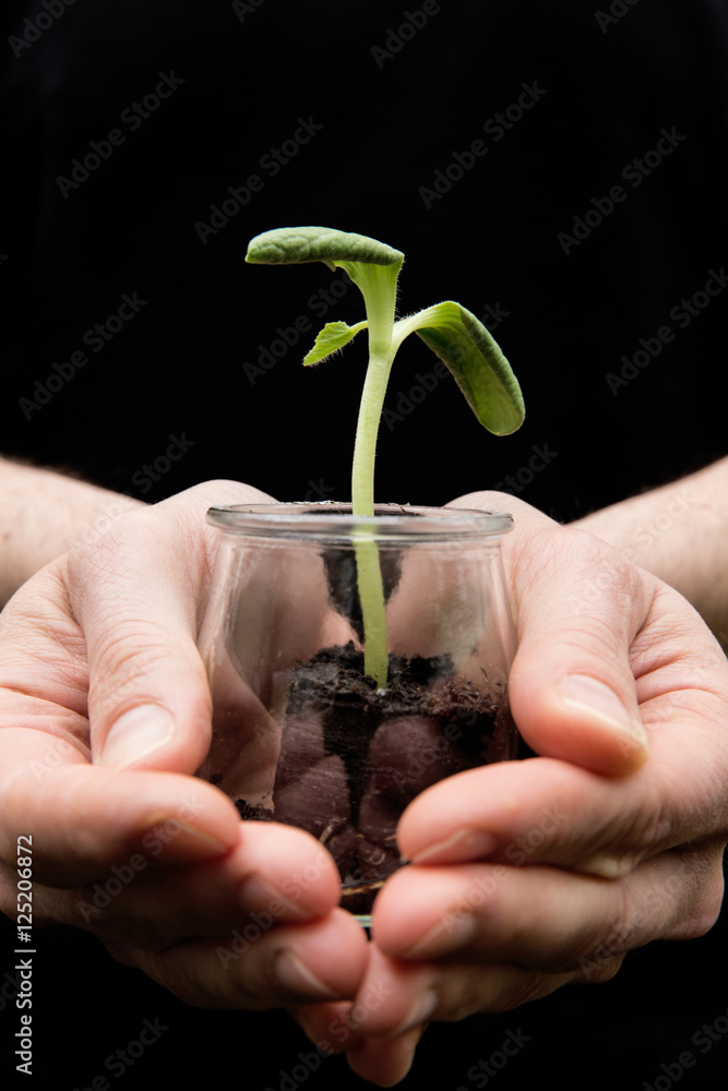 Kleine zarte Pflanze in der Hand Stock Photo | Adobe Stock