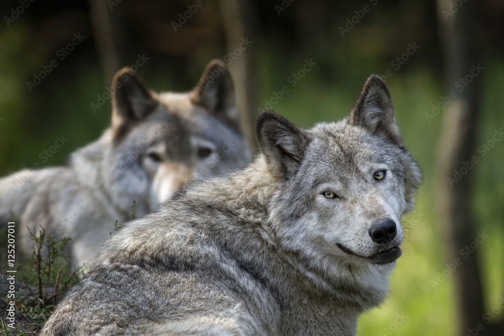 Deux Loups