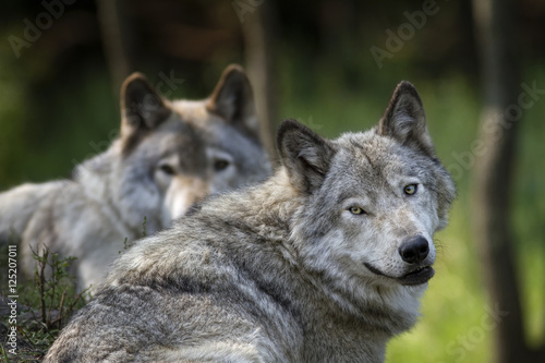 Deux Loups © Renald