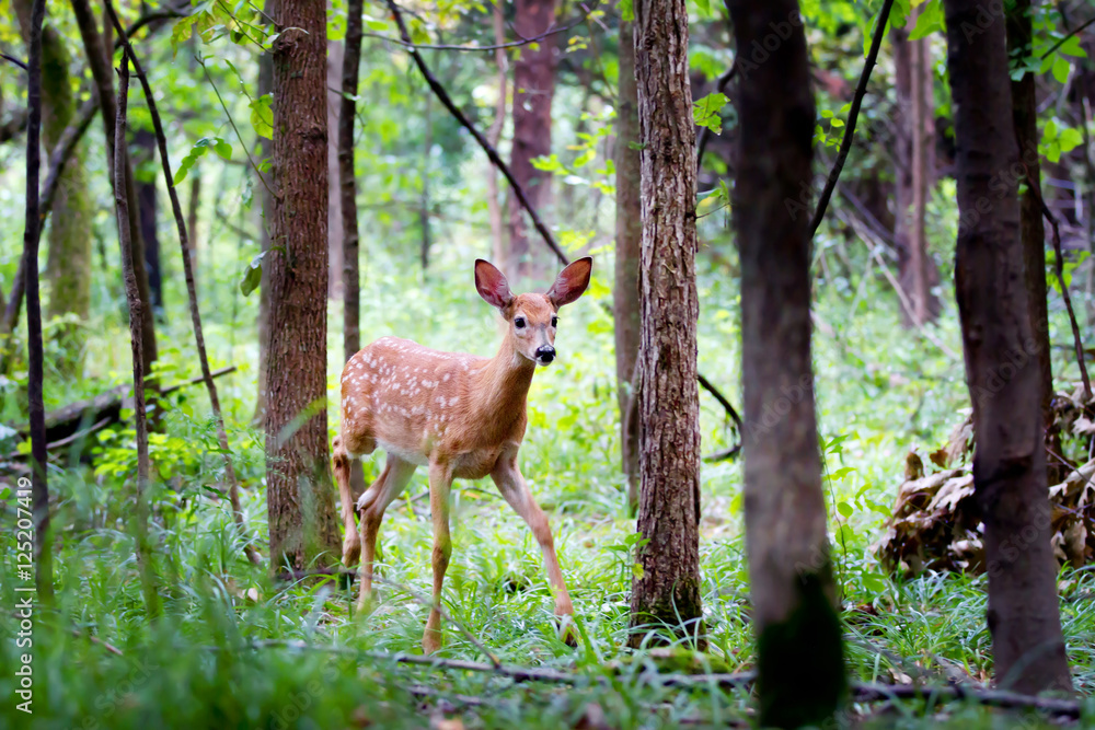 Fototapeta premium White-tailed deer fawn in the forest