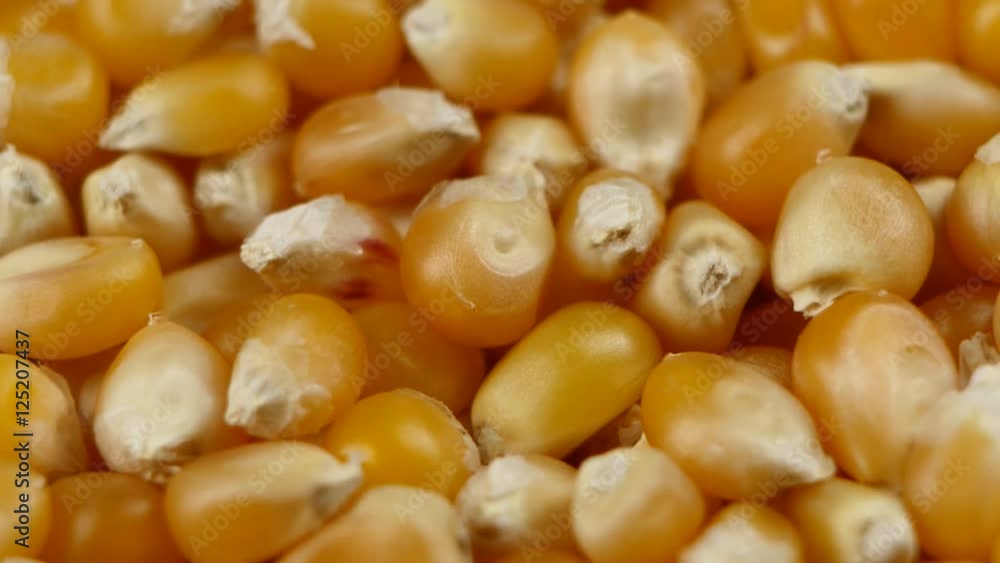 Maize grains. Corn kernel grains. Rotating. Close up Maize grains. Corn kernel grains. Rotating. Close up