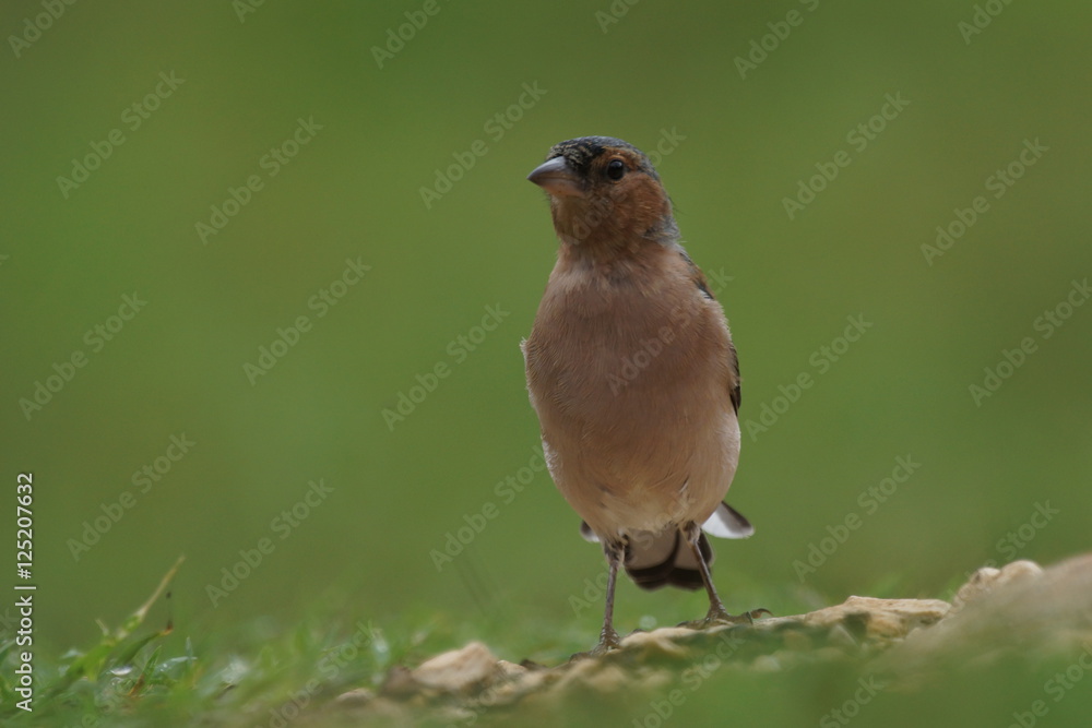 Zięba (Fringilla coelebs) Zięba (Fringilla coelebs)