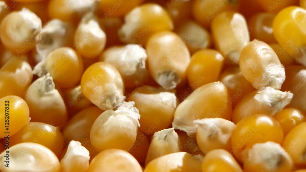 Corn crop grains on rotating plate, top view, full frame. Rotating. Close up Corn crop grains on rotating plate, top view, full frame. Rotating. Close up