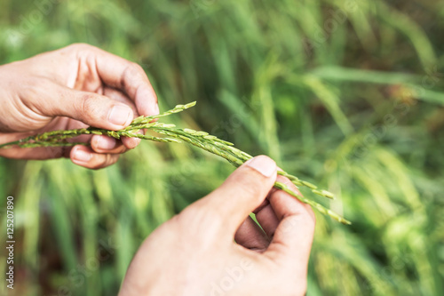 Agriculture/ Old hand tenderly touching a young rice in the paddy field