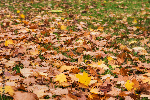 Dry leaves on green grass. Autumn background.