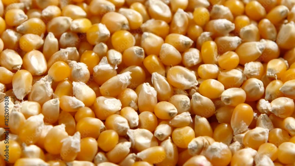 Sweetcorn seeds. Rotating. Close up Sweetcorn seeds. Rotating. Close up