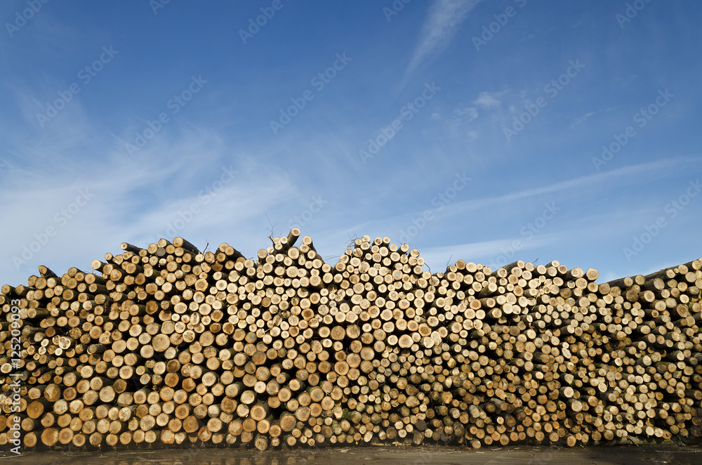 Piles of wooden logs under blue sky