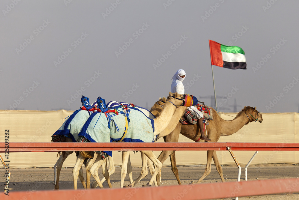 Fototapeta premium Camel race in United Arab Emirates
