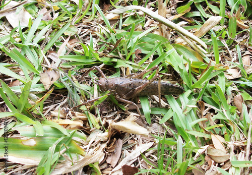 Brown katydid cricket in the grass