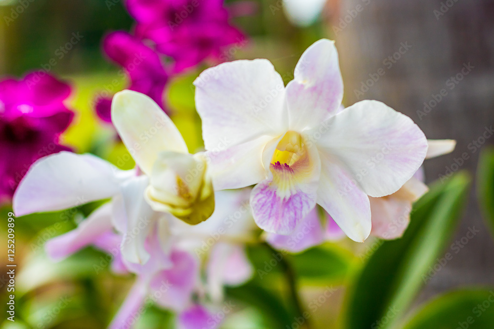 White orchids closeup White orchids closeup