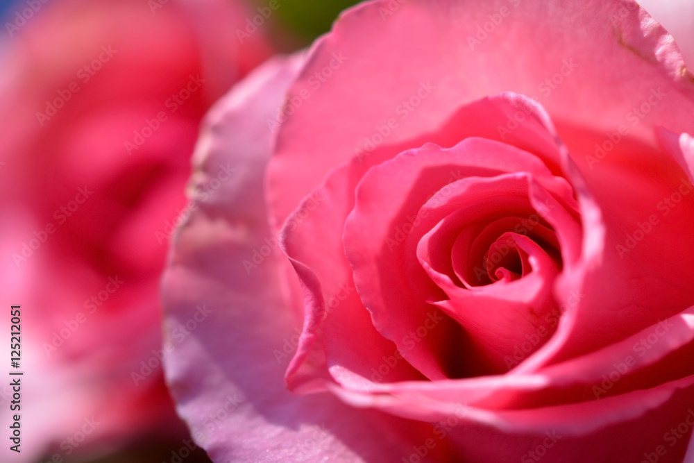 super macro shot of flower for beautiful background super macro shot of flower for beautiful background