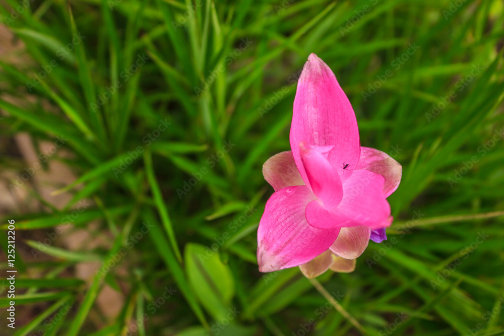 tulip siam tulip siam