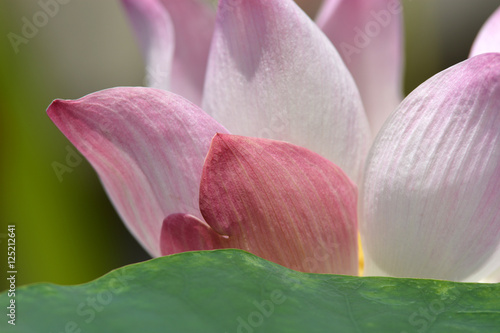 Surrounded by the natural beauty of the lotus