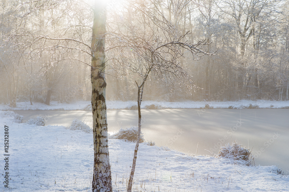 Fresh snow on the twigs of a birch, melting away quickly in stro