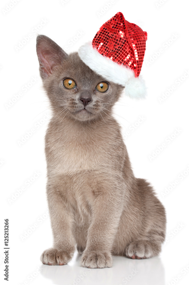 British kitten in Santa hat British kitten in Santa hat