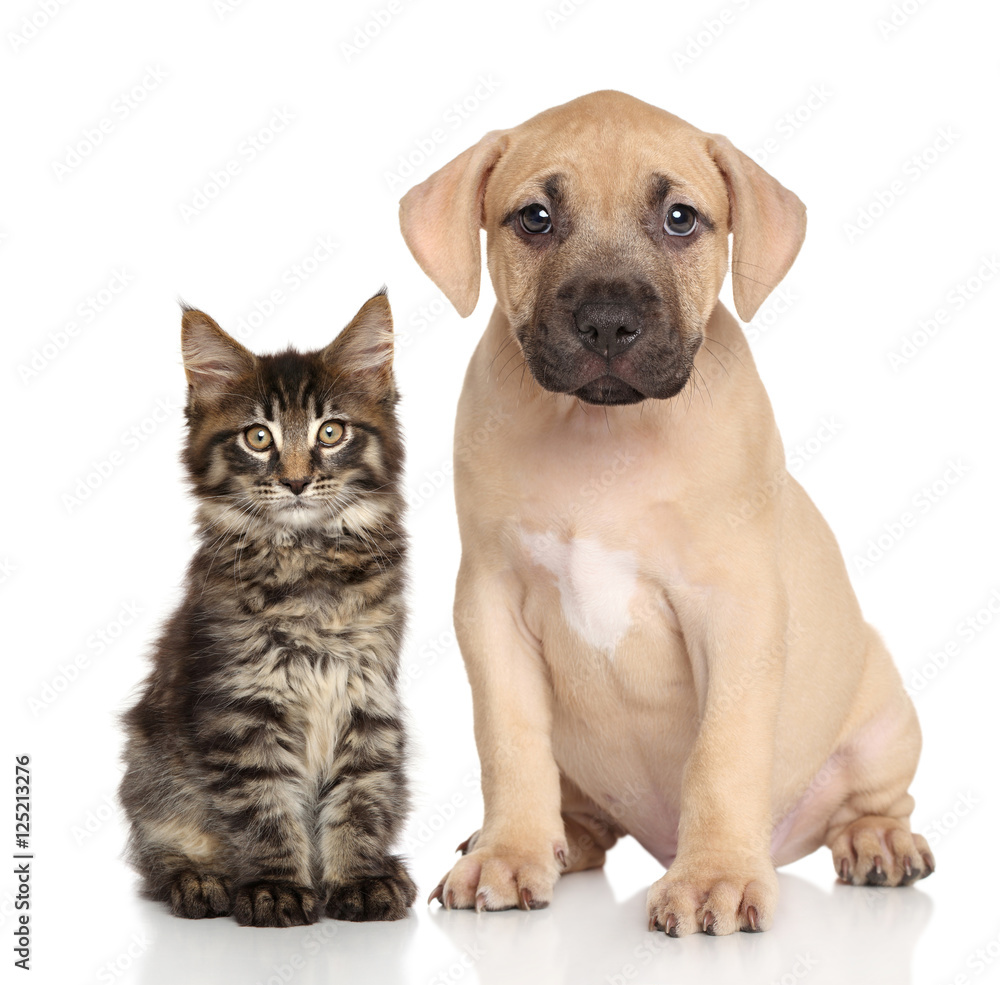 Obraz premium Cat and dog together