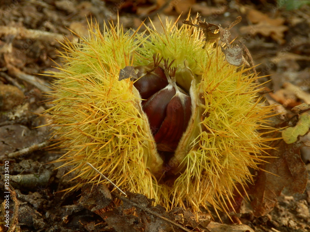 Sweet chestnut (Castanea saliva), bursting open on a woodland path Sweet chestnut (Castanea saliva), bursting open on a woodland path