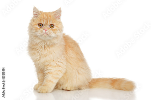 Persian cat on white