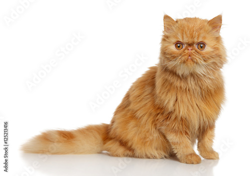 Fototapeta Ginger Persian cat