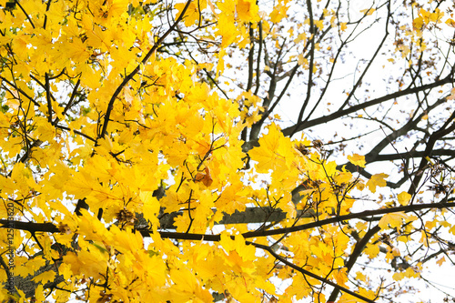 Autumn tree with yellow fall leaves in a park close up