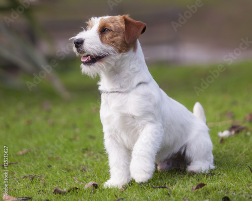 Retrato de perro Jack Russell