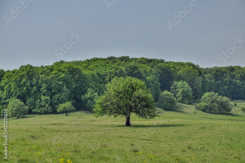 Single oak tree in the springtime with forest as background.
