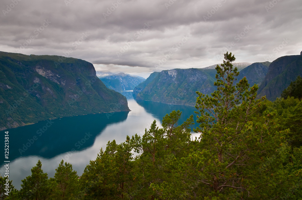 Fjord in Norway with pine trees in the foreground - pictures of