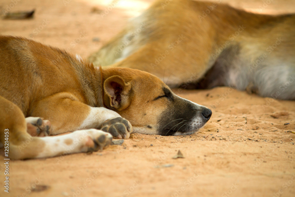 Brown dog happily sleeping on the ground Brown dog happily sleeping on the ground