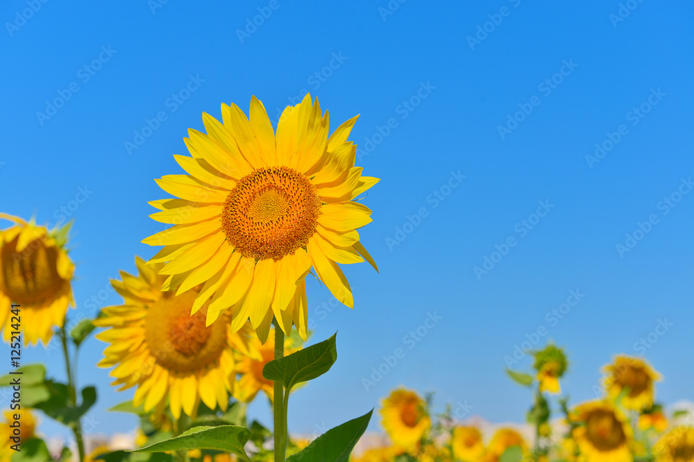 Sunflowers
