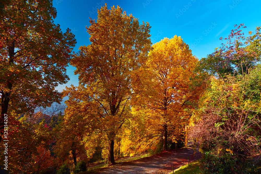 Naklejka premium Sentiero con alberi autunnali