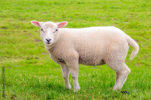Portrait of a litte lamb standing in the meadow
