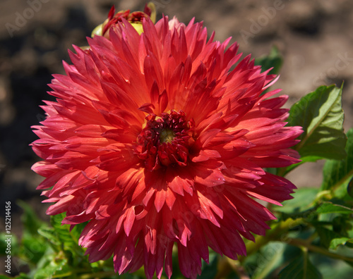 Red dahlia