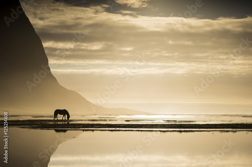 Photography Icelandic Wildlife