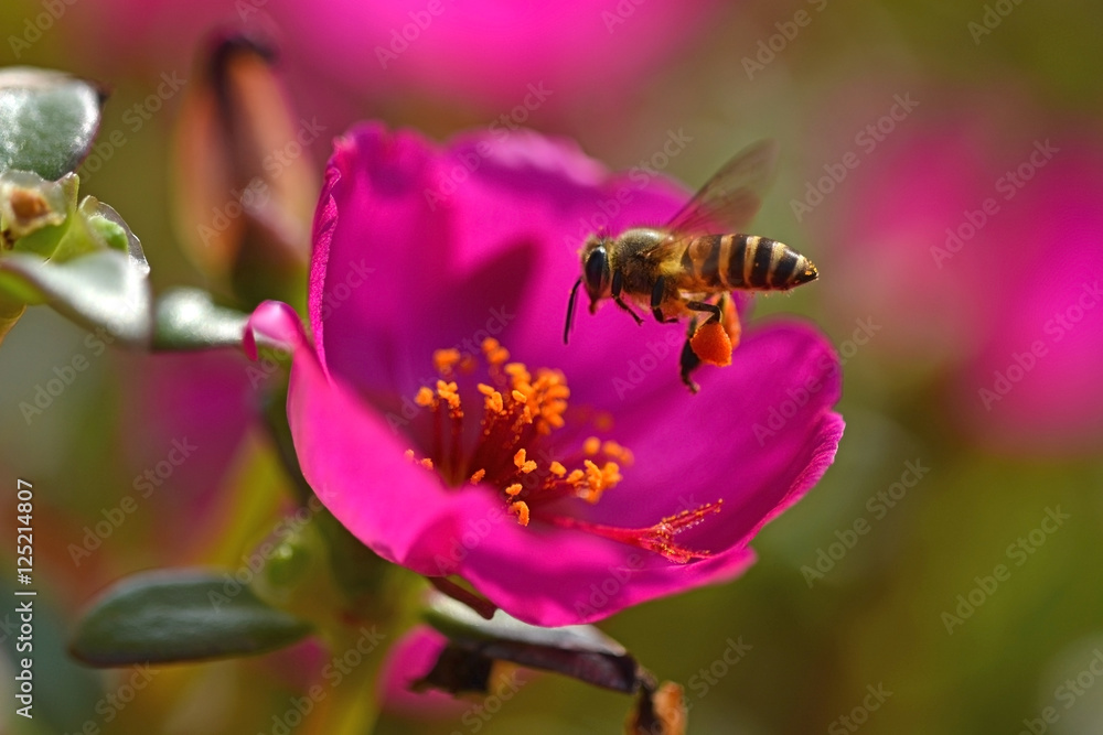 super macro shot of bee eating honey in sweet daisy flower super macro shot of bee eating honey in sweet daisy flower