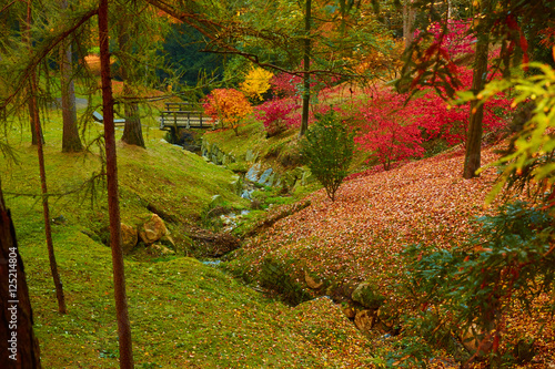 Autunno nella foresta photo