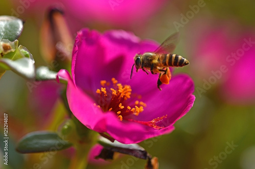 super macro shot of bee eating honey in sweet daisy flower