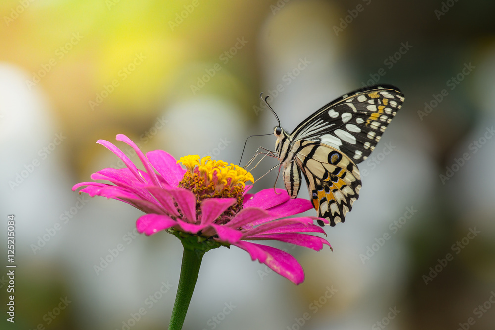 butterflies are flying to find nectar from pink Zinnia flowers, butterflies are flying to find nectar from pink Zinnia flowers,