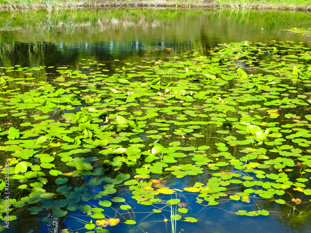 Water lilies on a surface of the water Water lilies on a surface of the water