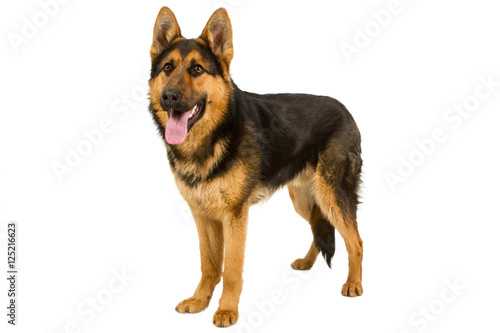 German Shepherd isolated on white