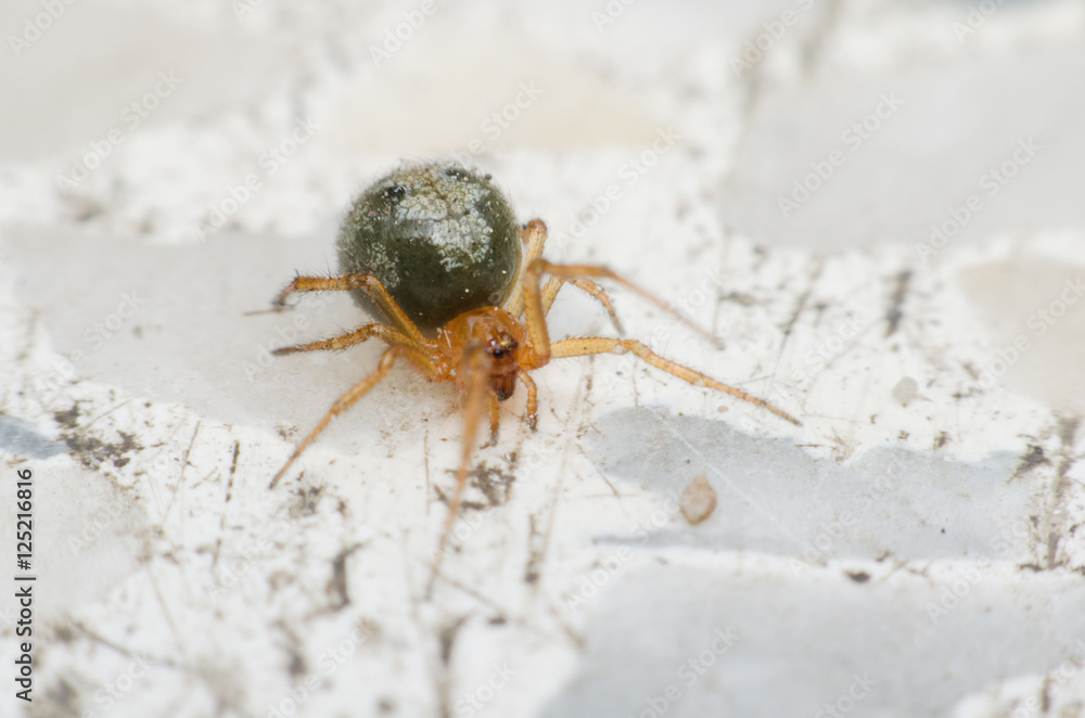 Cupboard spider, False widow spider. the interesting and exotic of green spider walking on the marble floor